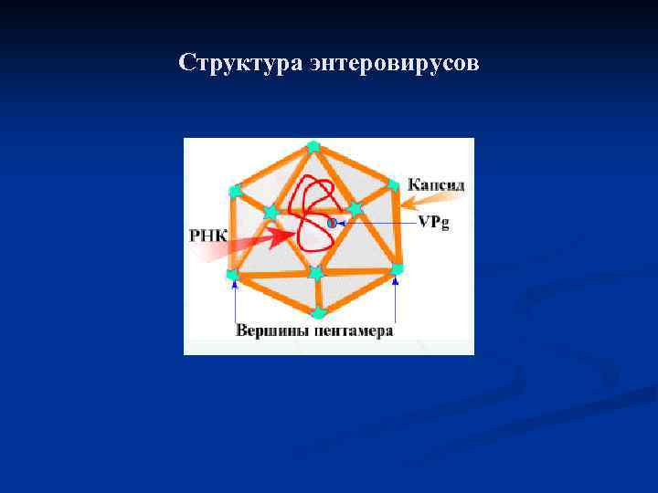Структура энтеровирусов 