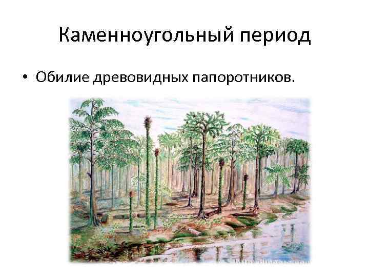 Папоротники палеозойской эры. Древовидные папоротники палеозойской эры. Древовидный папоротник в Девонский период. Древовидные папоротники каменноугольного периода. Папоротники девона.