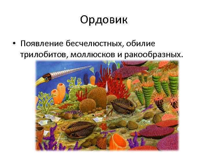 Ордовик • Появление бесчелюстных, обилие трилобитов, моллюсков и ракообразных. 