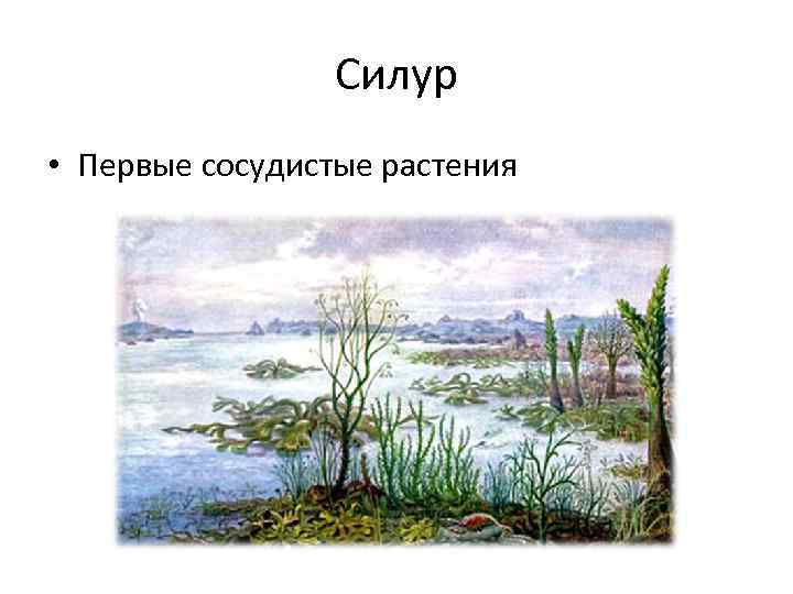 Силур • Первые сосудистые растения 