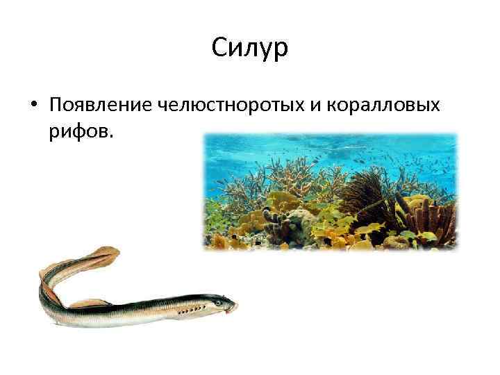 Силур • Появление челюстноротых и коралловых рифов. 