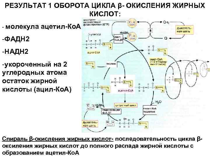 РЕЗУЛЬТАТ 1 ОБОРОТА ЦИКЛА β- ОКИСЛЕНИЯ ЖИРНЫХ КИСЛОТ: - молекула ацетил-Ко. А -ФАДН 2