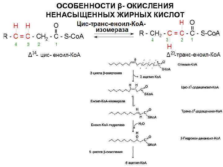 Бета окисление масляной кислоты схема и описание