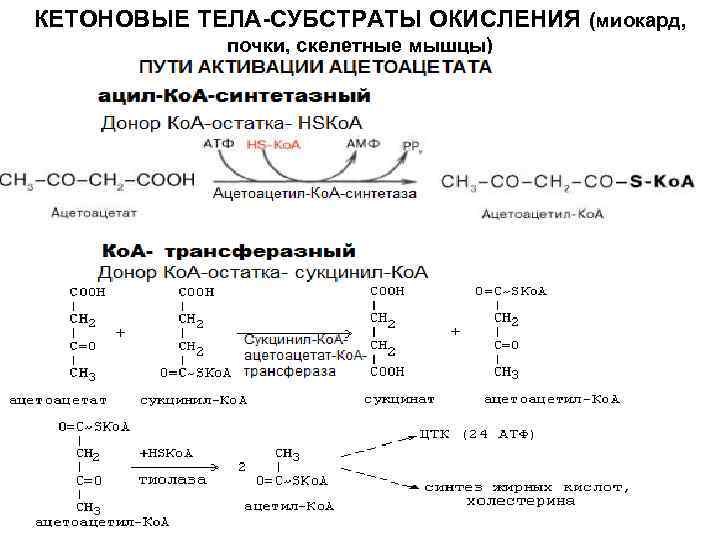 КЕТОНОВЫЕ ТЕЛА-СУБСТРАТЫ ОКИСЛЕНИЯ (миокард, почки, скелетные мышцы) 
