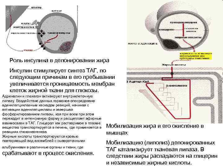 Роль инсулина в депонировании жира Инсулин стимулирует синтез ТАГ, по следующим причинам в его