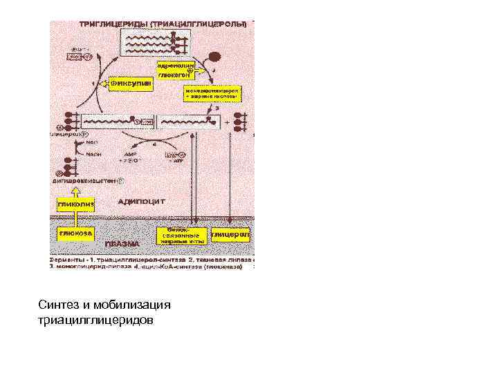 Синтез и мобилизация триацилглицеридов 