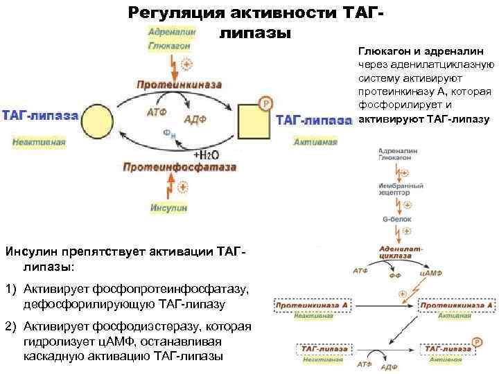 Регуляция активности ТАГлипазы Глюкагон и адреналин через аденилатциклазную систему активируют протеинкиназу А, которая фосфорилирует