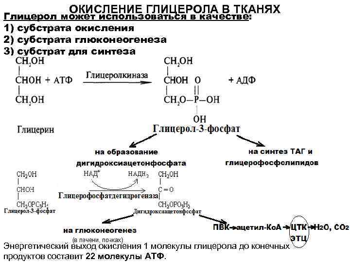 Установите последовательность этапов окисления молекул. Схема окисления глицерола. Глицерол в пируват. Окисление глицерола АТФ. Схему путей образования и использования глицерина в организме.