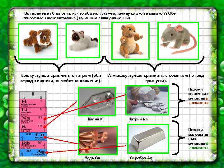 Вот пример из биологии: ну что общего , скажем, между кошкой и мышкой? Обе