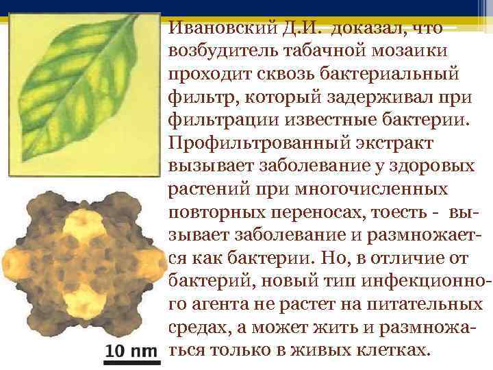 Ивановский Д. И. доказал, что возбудитель табачной мозаики проходит сквозь бактериальный фильтр, который задерживал