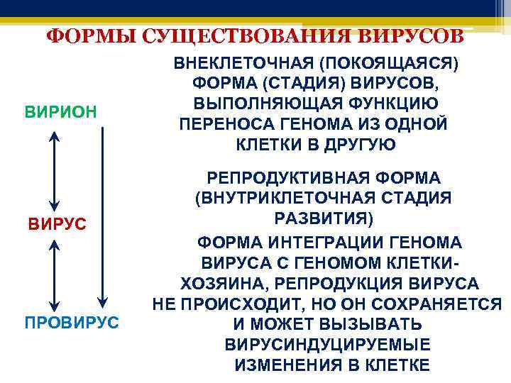 ФОРМЫ СУЩЕСТВОВАНИЯ ВИРУСОВ ВИРИОН ВИРУС ПРОВИРУС ВНЕКЛЕТОЧНАЯ (ПОКОЯЩАЯСЯ) ФОРМА (СТАДИЯ) ВИРУСОВ, ВЫПОЛНЯЮЩАЯ ФУНКЦИЮ ПЕРЕНОСА