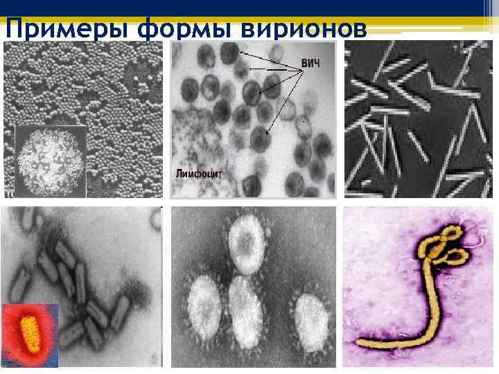 Примеры формы вирионов 
