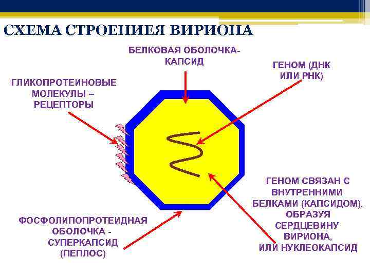 СХЕМА СТРОЕНИЕЯ ВИРИОНА БЕЛКОВАЯ ОБОЛОЧКАКАПСИД ГЛИКОПРОТЕИНОВЫЕ МОЛЕКУЛЫ – РЕЦЕПТОРЫ ФОСФОЛИПОПРОТЕИДНАЯ ОБОЛОЧКА - СУПЕРКАПСИД (ПЕПЛОС)
