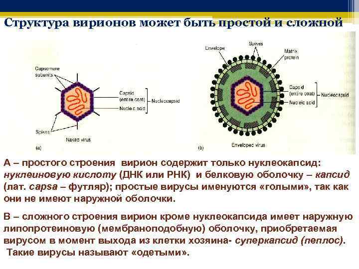Структура вирионов может быть простой и сложной A – простого строения вирион содержит только