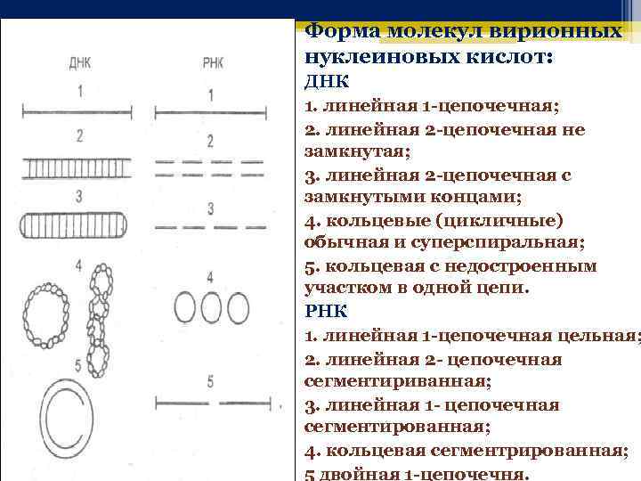Форма молекул вирионных нуклеиновых кислот: ДНК 1. линейная 1 -цепочечная; 2. линейная 2 -цепочечная