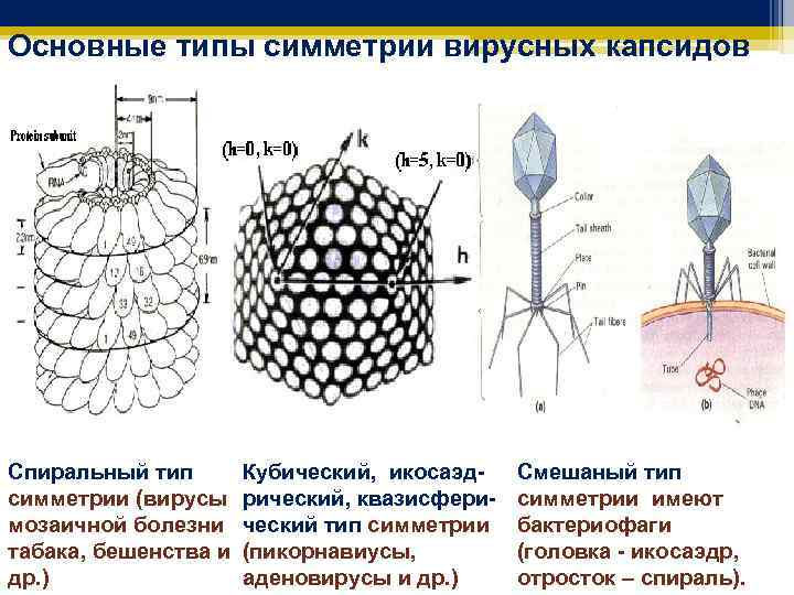 Основные типы симметрии вирусных капсидов Спиральный тип Кубический, икосаэдсимметрии (вирусы рический, квазисферимозаичной болезни ческий