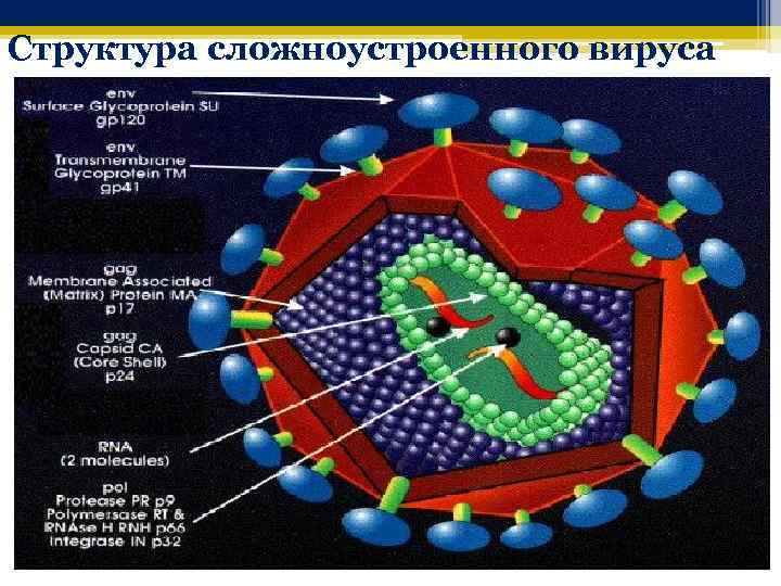 Структура сложноустроенного вируса 