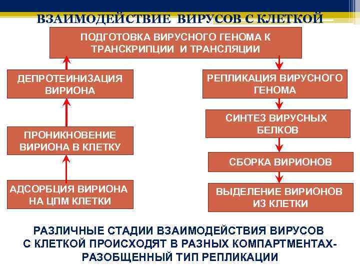 ВЗАИМОДЕЙСТВИЕ ВИРУСОВ С КЛЕТКОЙ ПОДГОТОВКА ВИРУСНОГО ГЕНОМА К ТРАНСКРИПЦИИ И ТРАНСЛЯЦИИ ДЕПРОТЕИНИЗАЦИЯ ВИРИОНА ПРОНИКНОВЕНИЕ