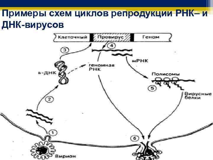 Примеры схем циклов репродукции РНК– и ДНК-вирусов 