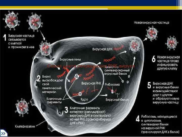 Схема цикла репродукции РНК-вируса 