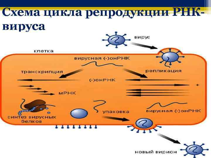 Схема цикла репродукции РНКвируса 