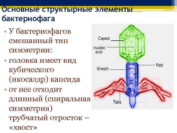 Основные структырные элементы бактериофага • У бактериофагов смешанный тип симметрии: • головка имеет вид