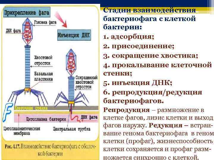 Стадии взаимодействия бактериофага с клеткой бактерии: 1. адсорбция; 2. присоединение; 3. сокращение хвостика; 4.