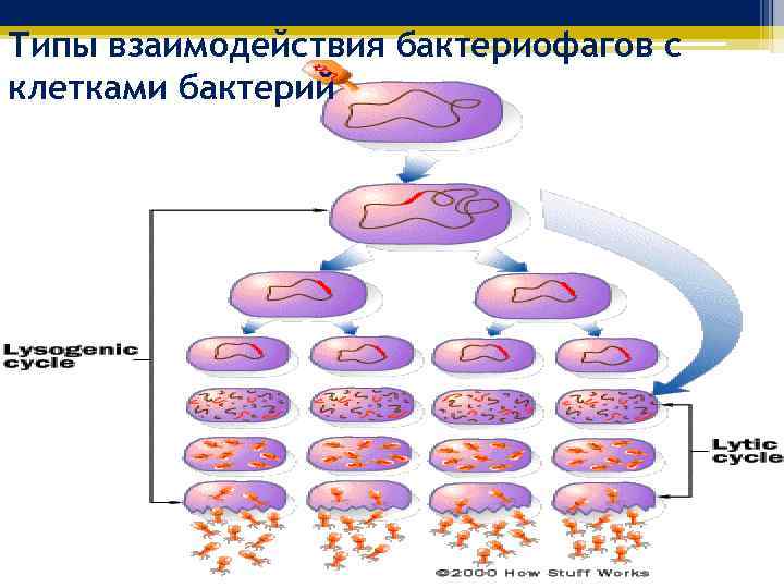 Типы взаимодействия бактериофагов с клетками бактерий 
