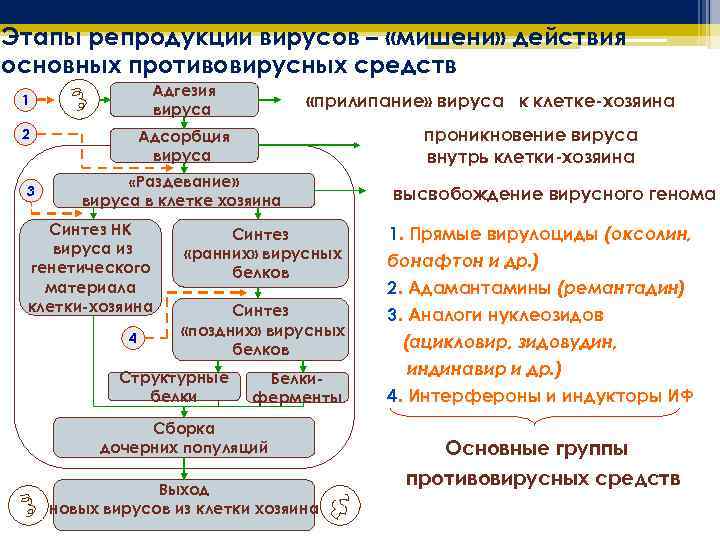 Этапы репродукции вирусов – «мишени» действия основных противовирусных средств Адгезия вируса 1 2 3