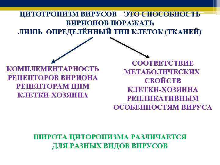 ЦИТОТРОПИЗМ ВИРУСОВ – ЭТО СПОСОБНОСТЬ ВИРИОНОВ ПОРАЖАТЬ ЛИШЬ ОПРЕДЕЛЁННЫЙ ТИП КЛЕТОК (ТКАНЕЙ) КОМПЛЕМЕНТАРНОСТЬ РЕЦЕПТОРОВ