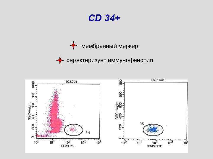CD 34+ мембранный маркер характеризует иммунофенотип 