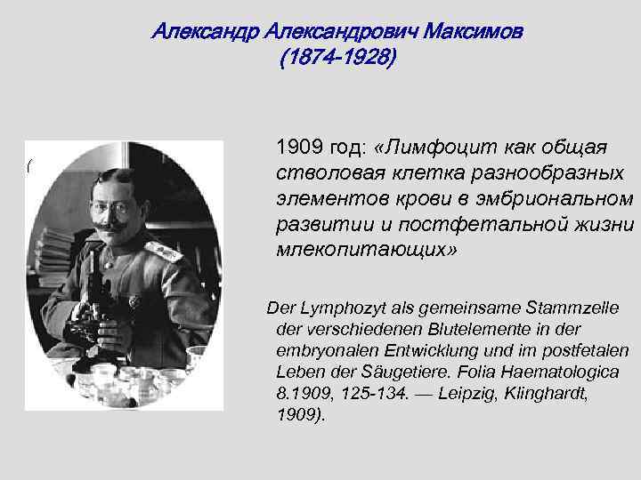 Александрович Максимов (1874 -1928) ( 1909 год: «Лимфоцит как общая стволовая клетка разнообразных элементов