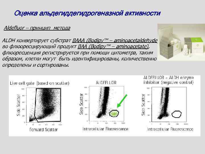 Оценка альдегидрогеназной активности Aldefluor – принцип метода ALDH конвертирует субстрат ВААA (Bodipy™ – aminoacetaldehyde)