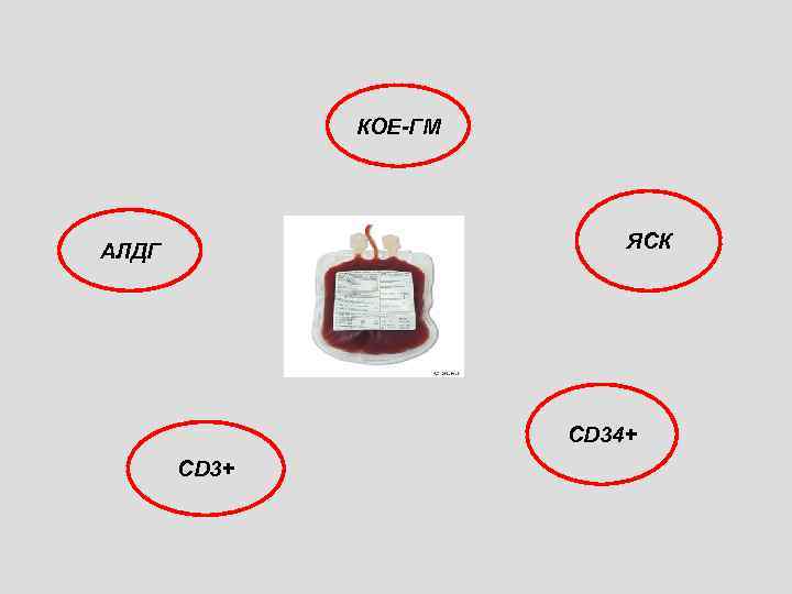 КОЕ-ГМ ЯСК АЛДГ CD 34+ CD 3+ 