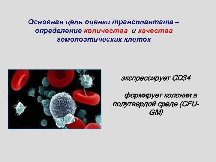 Основная цель оценки трансплантата – определение количества и качества гемопоэтических клеток экспрессирует CD 34