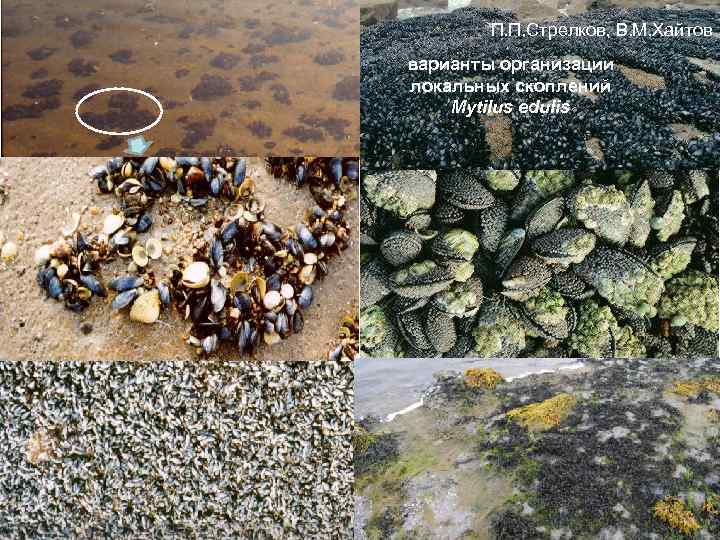 П. П. Стрелков, В. М. Хайтов Images on the right from http: //www. arkive.