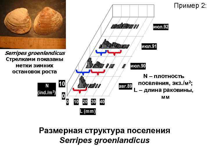 Пример 2: Serripes groenlandicus Стрелками показаны метки зимних остановок роста N – плотность поселения,