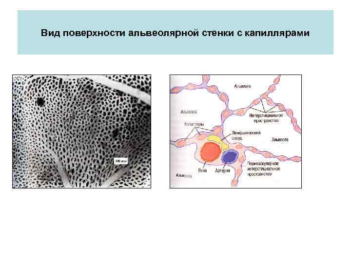 Вид поверхности альвеолярной стенки с капиллярами 