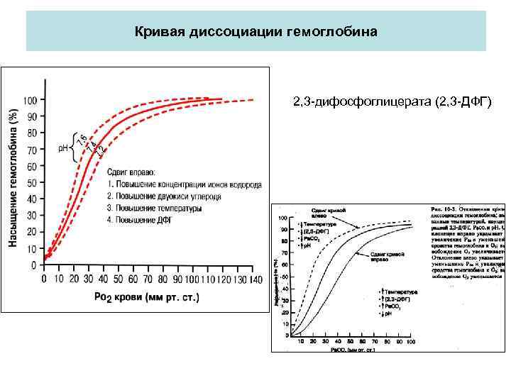 Кривая диссоциации гемоглобина 2, 3 -дифосфоглицерата (2, 3 -ДФГ) 