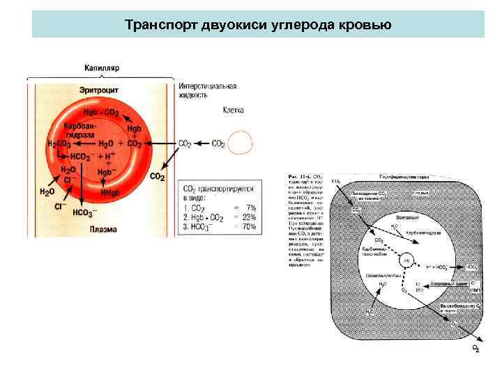 Транспорт двуокиси углерода кровью 