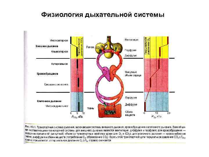 Физиология дыхательной системы 