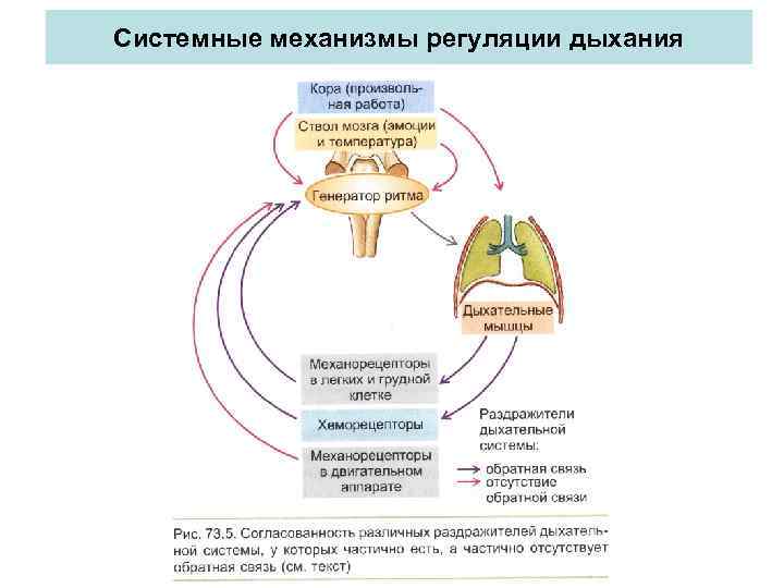 На рисунке изображена схема регуляции дыхания человека какое