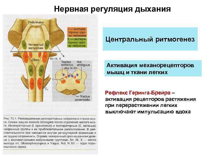 Рефлекс геринга брейера схема