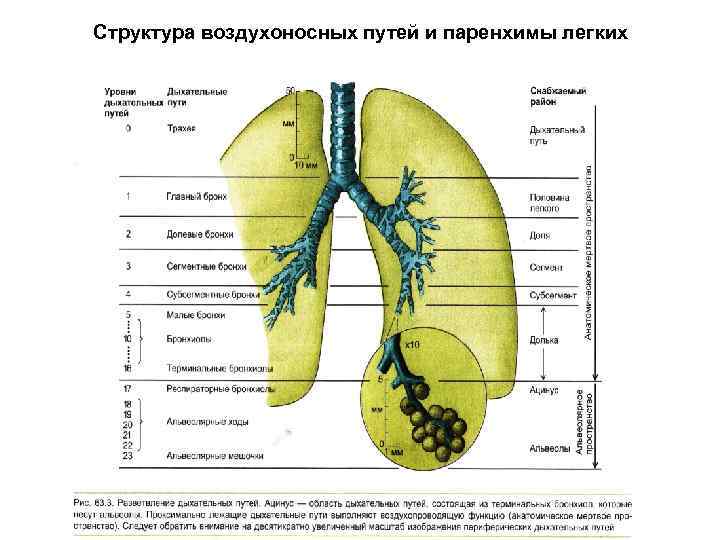 Воздухоносные пути по схеме вейбеля насчитывают