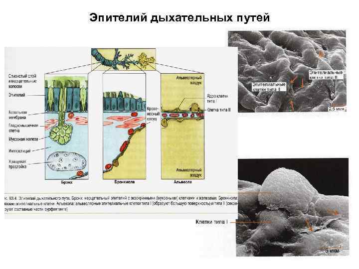 Эпителий дыхательных путей 