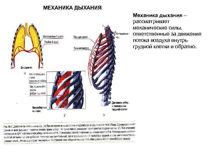 МЕХАНИКА ДЫХАНИЯ Механика дыхания – рассматривает механические силы, ответственные за движение потока воздуха внутрь