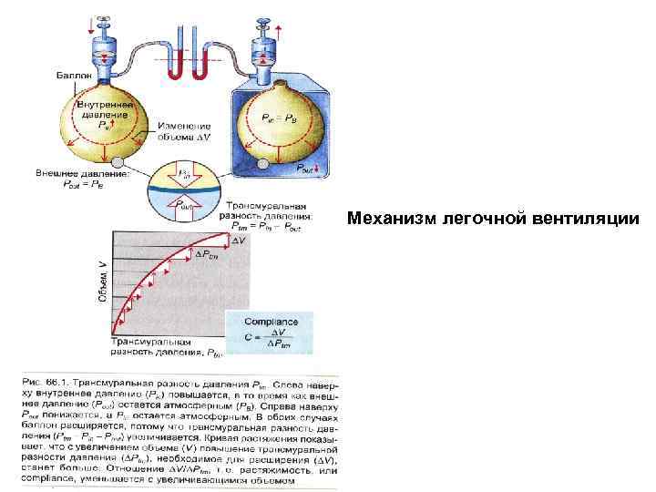 Механизм легочной вентиляции 