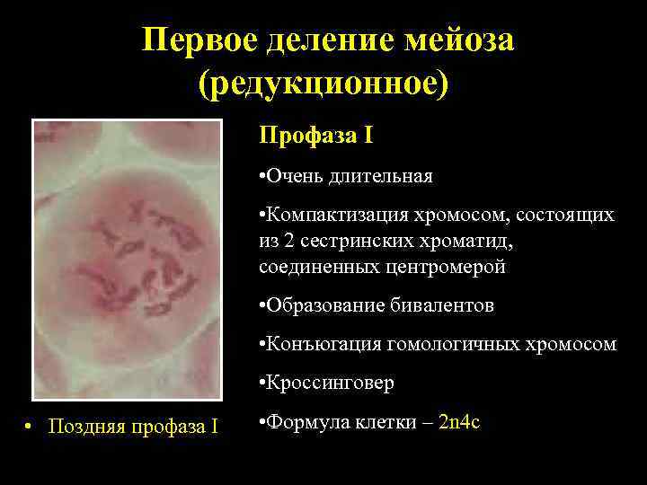  Первое деление мейоза (редукционное) Профаза I • Очень длительная • Компактизация хромосом, состоящих