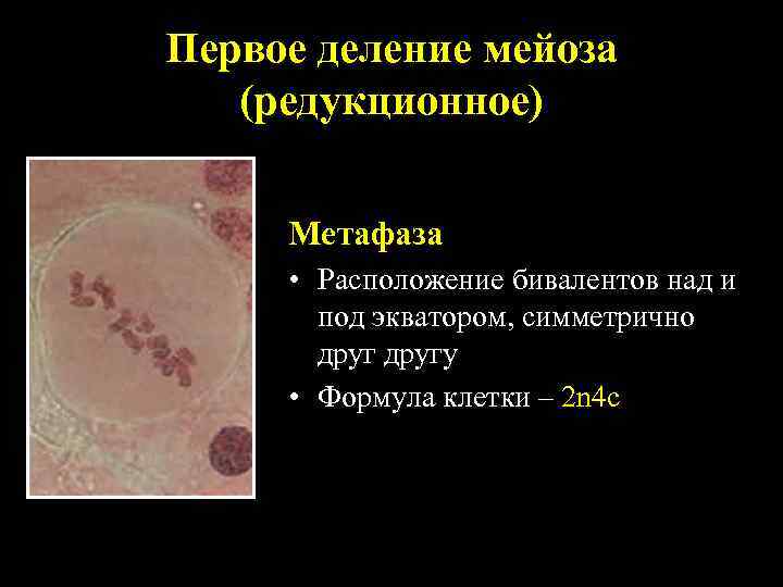 Первое деление мейоза (редукционное) Метафаза • Расположение бивалентов над и под экватором, симметрично другу