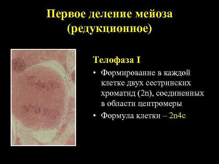 Первое деление мейоза (редукционное) Телофаза I • Формирование в каждой клетке двух сестринских хроматид